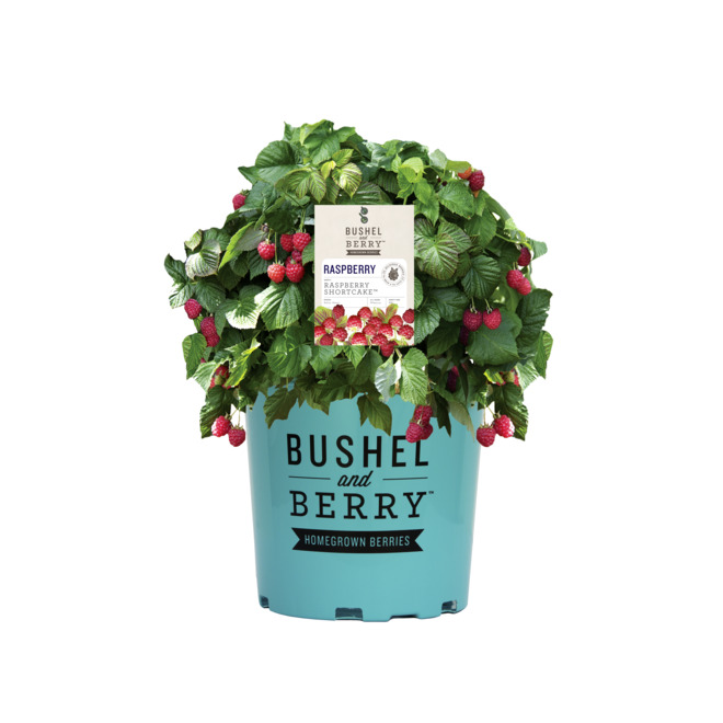 Bushel and Berry® Raspberry Shortcake® Plants - Stark Bro's Nurseries