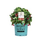 Green Plus Nurseries- Raspberry Shortcake Plant - 1 gal.