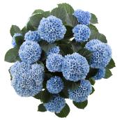 Green Plus Nurseries - Hydrangea 9-in