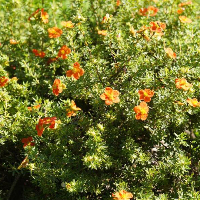 Potentilla Sunset - 2-Gallon Grower Pot - Orange Flowers