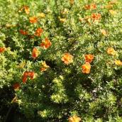 Potentille Sunset, pot de 2 gallon, fleurs orange