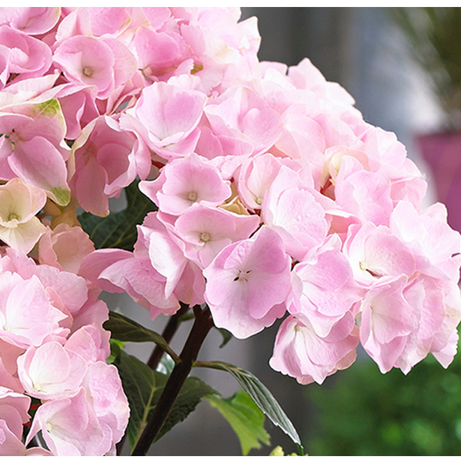 Image of Flamingo hydrangea in pot