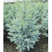Baby Blue Spruce - 2-Gallon Container