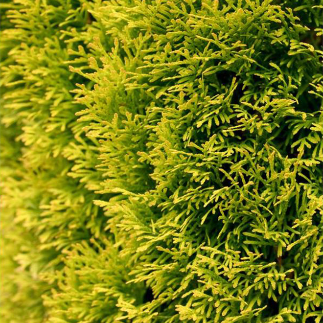 Thuja Highlights - 2-Gallon Grower Pot