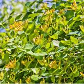 Green Plus - Lonicera Mandarin - 1-Gallon Grower Pot