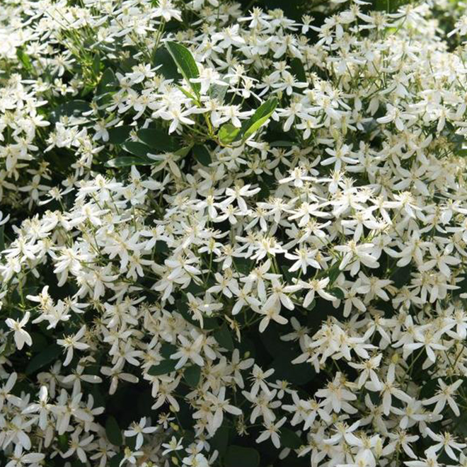 STA-GREEN Green Plus - Clematis Paniculata - 1 Gal 829525013797 | RONA