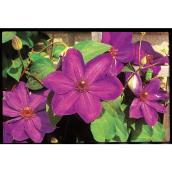 Green Plus Clematis - 2-Gal Container