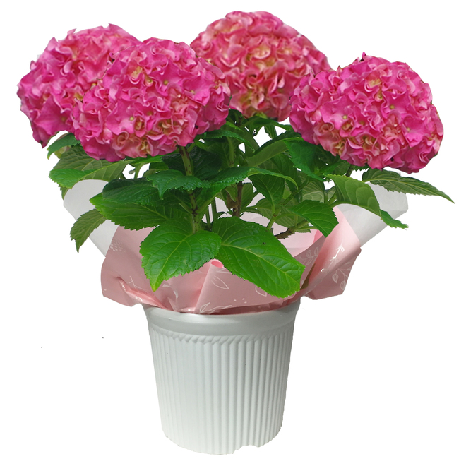 Image of Green Plus | Premium Variety Easter Hydrangea - 6.5-In - Long Lasting Bloom | Rona