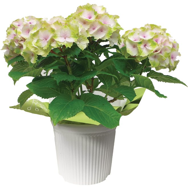 Green Plus Premium Variety Easter Hydrangea - 6.5-in - Long Lasting Bloom