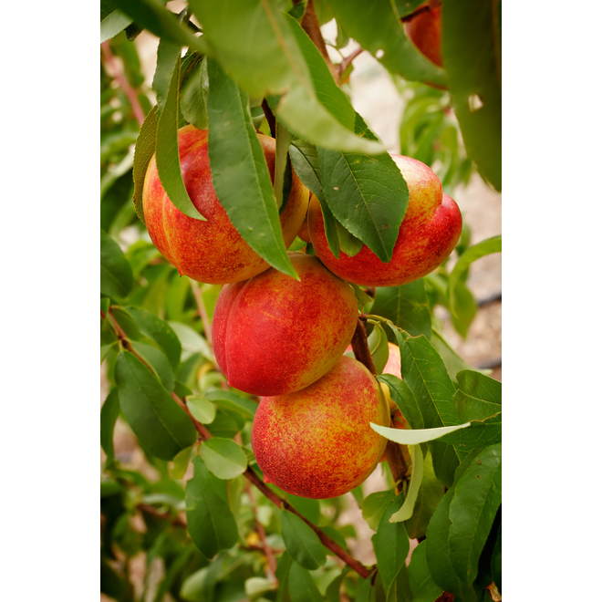 GREEN PLUS Nectarine Tree 5gal. Container 829525011878 RONA