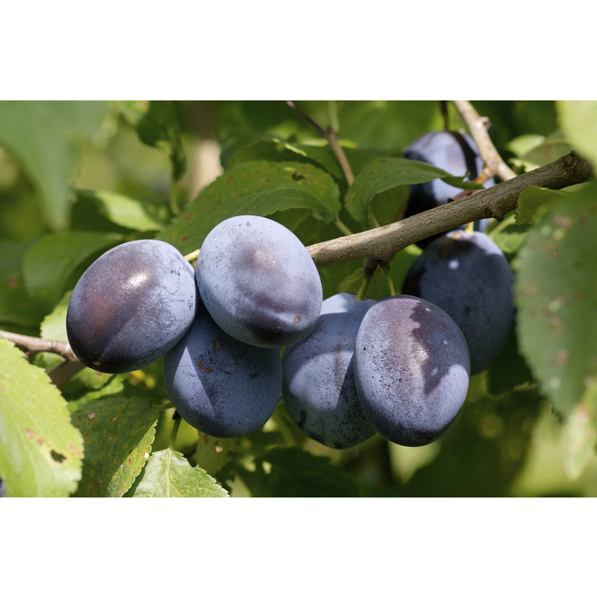 Combo Plum Tree - 10-gal.