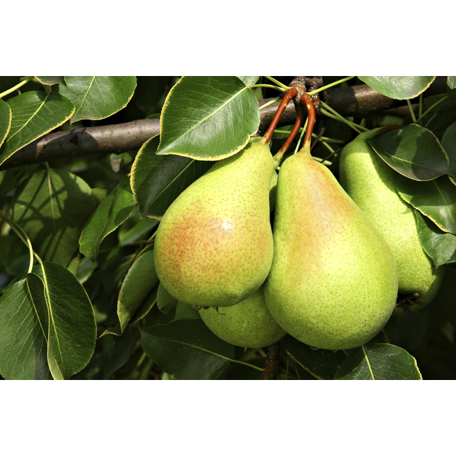 Combo Pear Tree - 10-gal.