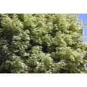 Green Plus Harlequin Maple Tree - 5 Gal - Green and White Foliage