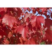 Autumn Blaze Maple Tree - 5 Gal - Orange-Red Foliage