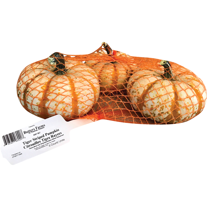 Tiger striped Mini Pumpkins - Paquet de 3