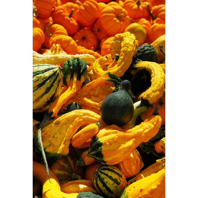 Green Plus Nurseries Gourds - Pack of 7