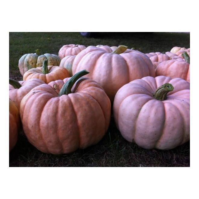 Green Plus Nurseries Large Assorted Specialty Pumpkins