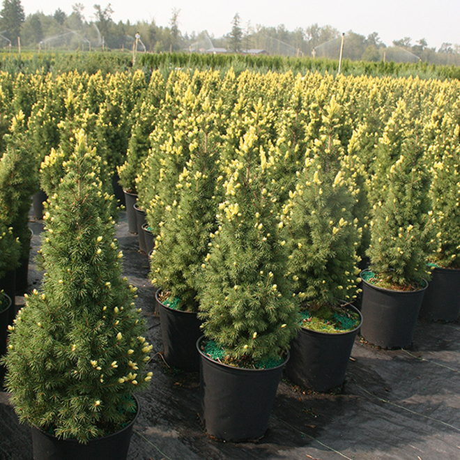 GREEN PLUS Alberta Spruce Rainbows End 2gal. Green/Yellow