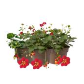 Plant de fraisier Scarlett Belle, pot de 2 pintes