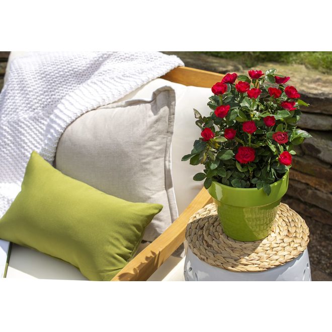 Petite Knock Out Rose 2-Gallon - Red