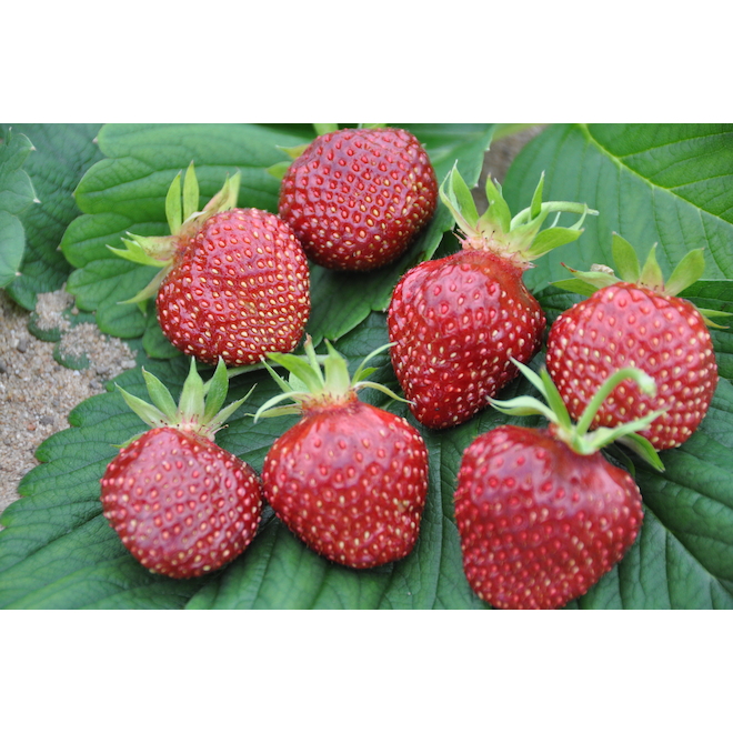 Red Heart Strawberry Plant - 1-gal Pot