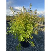 Physocarpe à feuilles d'obier Raspberry Lemonade, pot de 2 gal