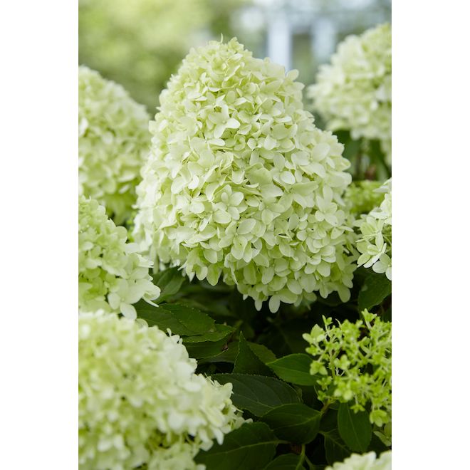 Sta green little spooky hydrangea 2 gal pot 829525003750 rona