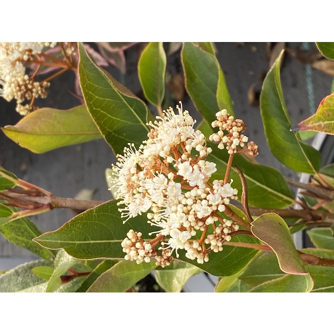 Viburnum Green Plus, pot de 2 gal