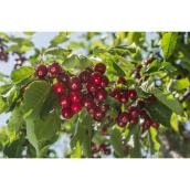 Combo Cherry Tree - 1-gal.