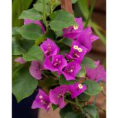 Green Plus Assorted Colour Bougainvillea - 1-Gal Container