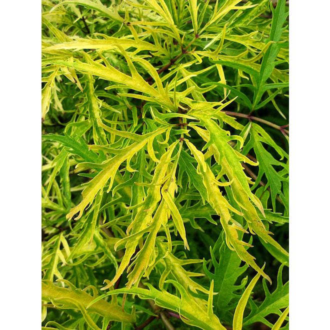 Sunrise Surprise Sambucus - 2-gal Pot