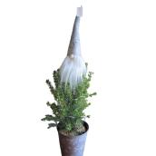 Green Decorative Christmas Spruce in 9-in Pot