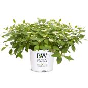 Green Plus Nurseries Arctic Fire Dwarf Dogwood - 2-Gal Pot