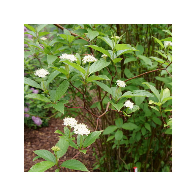 Green Plus Nurseries Arctic Fire Dwarf Dogwood - 2-Gal Pot