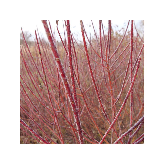 Green Plus Nurseries Arctic Fire Dwarf Dogwood - 2-Gal Pot