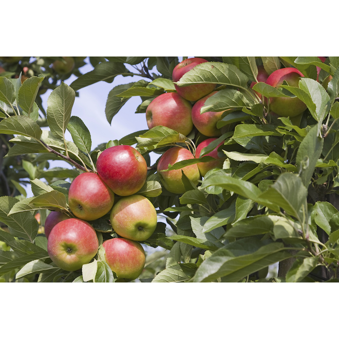 Green Plus Assorted Combo Fruit Trees in 7-Gal Pots