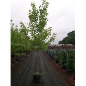Green Plus Assorted Maple Trees in 5-Gal Pots
