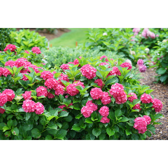 CityLine Hydrangea In 2 Gallon Pots 829525014060 RONA   48745221 L 