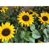 Green Plus Nurseries Suntastic Sunflowers in 1-Gallon Pot