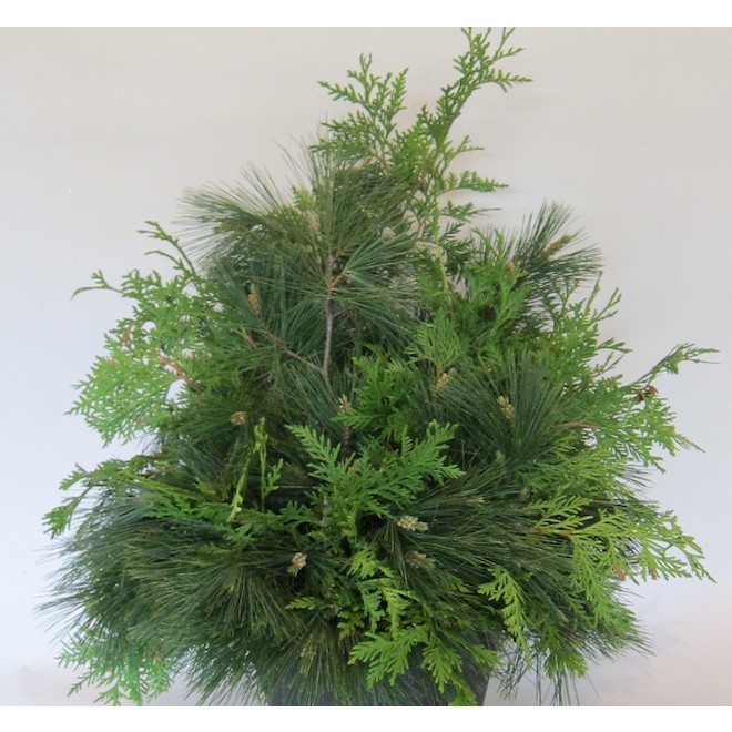 Célébrations BY Landon & Co. Holiday Hanging Planter with Cedar and White Pine 9-in Pot