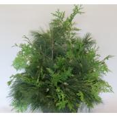 Green Plus Nurseries Holiday Hanging Planter with Cedar and White Pine 9-in Pot
