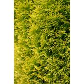 Thuja 2-Gallon