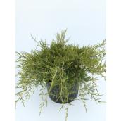 Juniper 3-Gallon