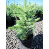 Evergreen 2-Gallon