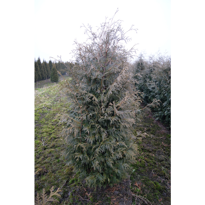 Black Cedar 7-Gallon