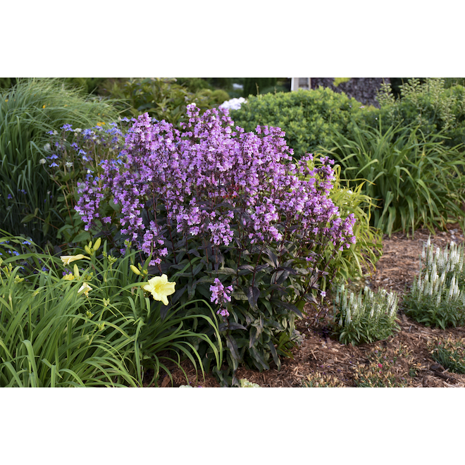 Green Plus Nurseries 1.5-gal Perennial Plants