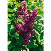 Assorted Flowering Shrub 1-gallon