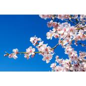 Flowering Almond