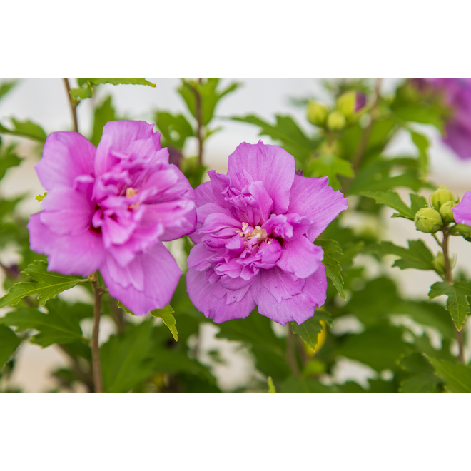 Rose of Sharon 2-Gallon Assorted