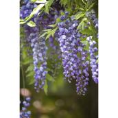 Proven Winners Assorted Perennial - 2-Gallon